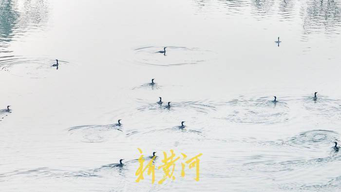 对水质很挑剔、会游泳的“鸡”现身大明湖，这已是第二年来过冬 | AI播泉城