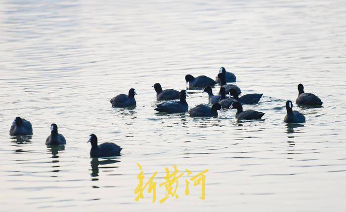 对水质很挑剔、会游泳的“鸡”现身大明湖，这已是第二年来过冬 | AI播泉城