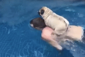 曾救溺水主人的忠犬，如今见主人游泳就跳其背上，结果悲剧了