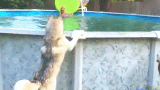 主人在泳池游泳，狗狗们兴奋不已，二哈来了个另类表演