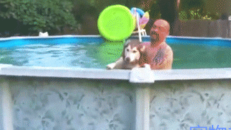 主人在泳池游泳，狗狗们兴奋不已，二哈来了个另类表演