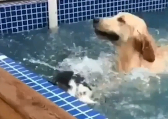 狗狗都是怎么游泳的？金毛能潜水一分钟，柯基能仰面水上漂
