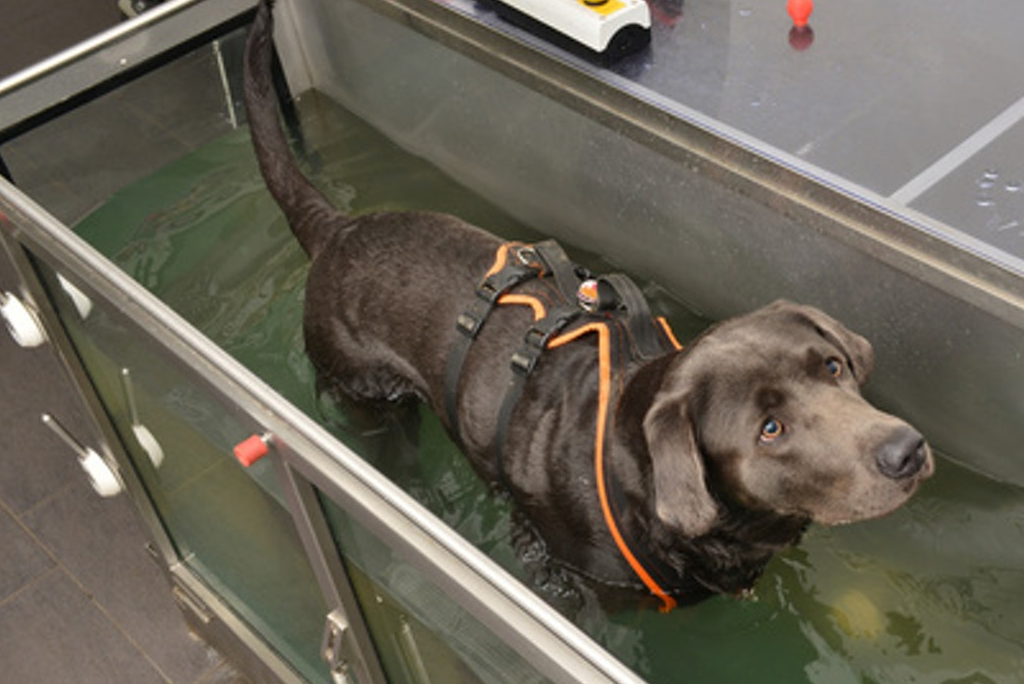游泳不等于水疗，兽医破解三大误区，让你明白狗狗的新式治疗方式