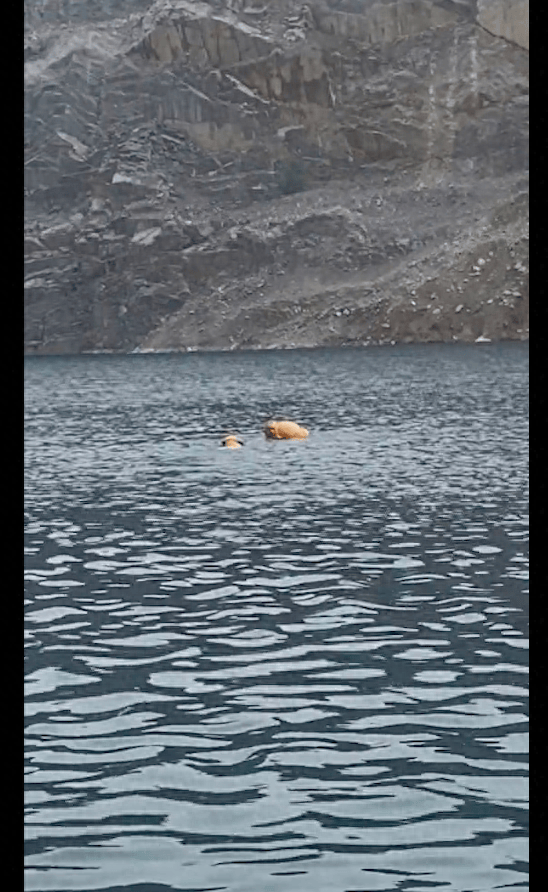 狗狗看到游泳的大爷在河里，还以为他溺水了，立马跳入河中救人！