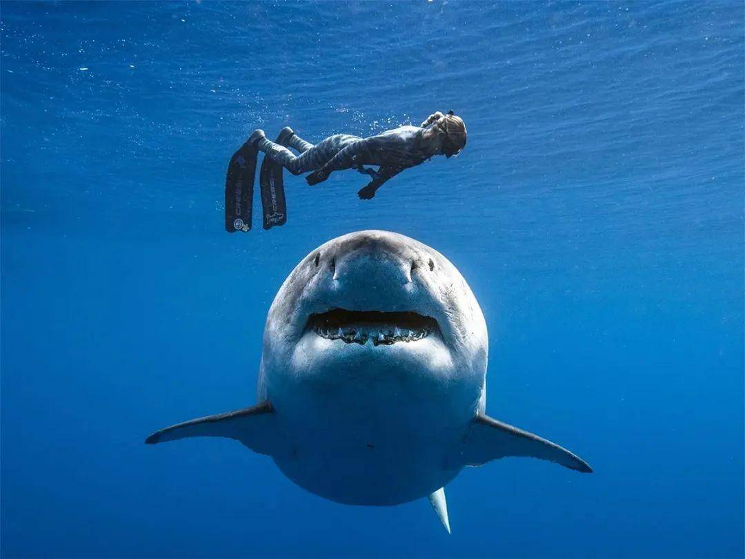 湖中游泳时遇到鲨鱼，你能鲨口逃生吗？