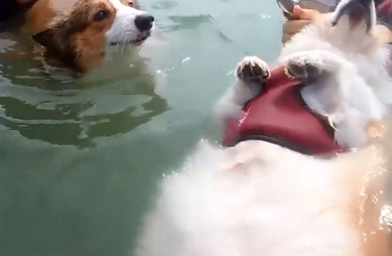 狗狗都是怎么游泳的？金毛能潜水一分钟，柯基能仰面水上漂
