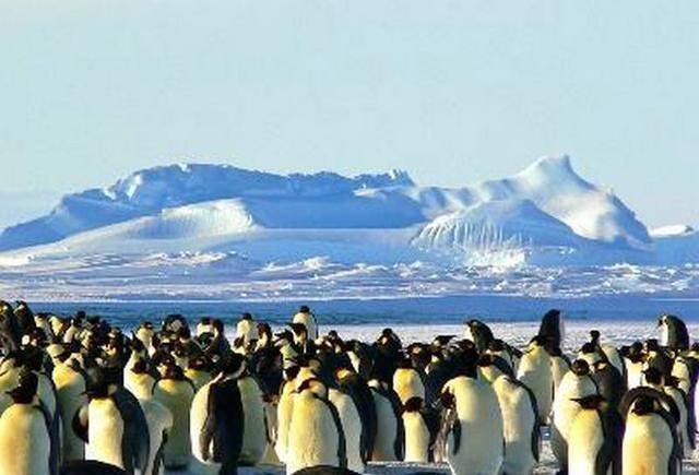 6600万年前发生了什么？天空中的巨型企鹅，不再飞行改成游泳