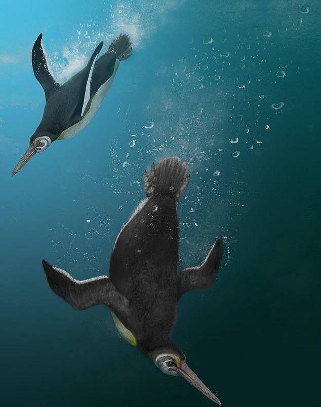 6600万年前发生了什么？天空中的巨型企鹅，不再飞行改成游泳